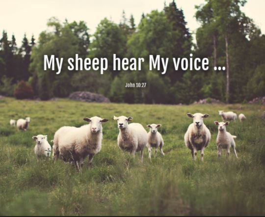 Daily Scripture Readings And Meditation My Sheep Hear My Voice Brown 